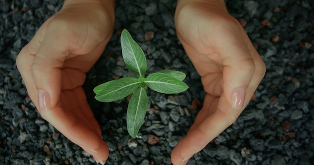 cropped-image-man-holding-plant_1048944-712651